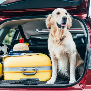 Tips for Road Tripping With a Dog for the First Time