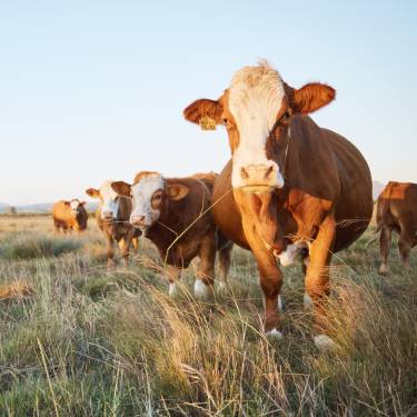 How To Create an Eco-Friendly and Sustainable Ranch