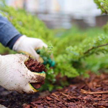 Tips for Sustainably Landscaping Your Yard