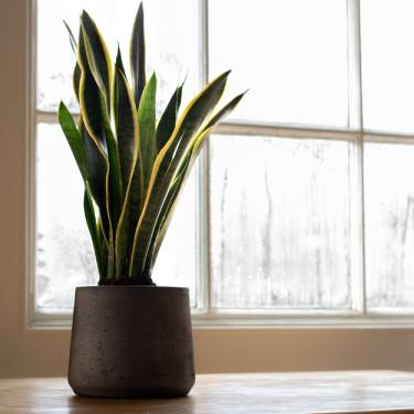 The Best Plants To Improve Indoor Air Quality